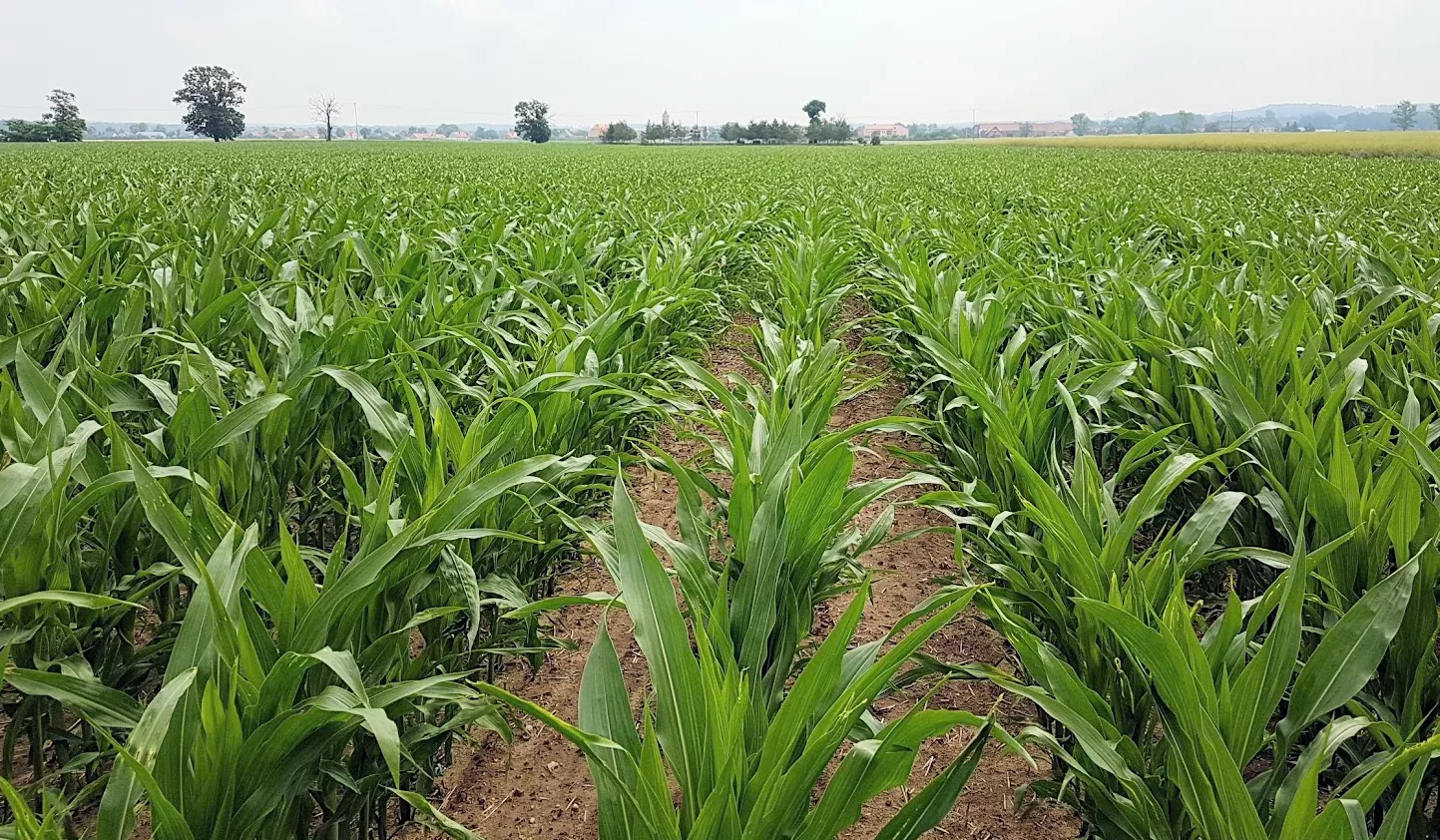 Südzucker, Geschäftsbereich Landwirtschaft, Feld