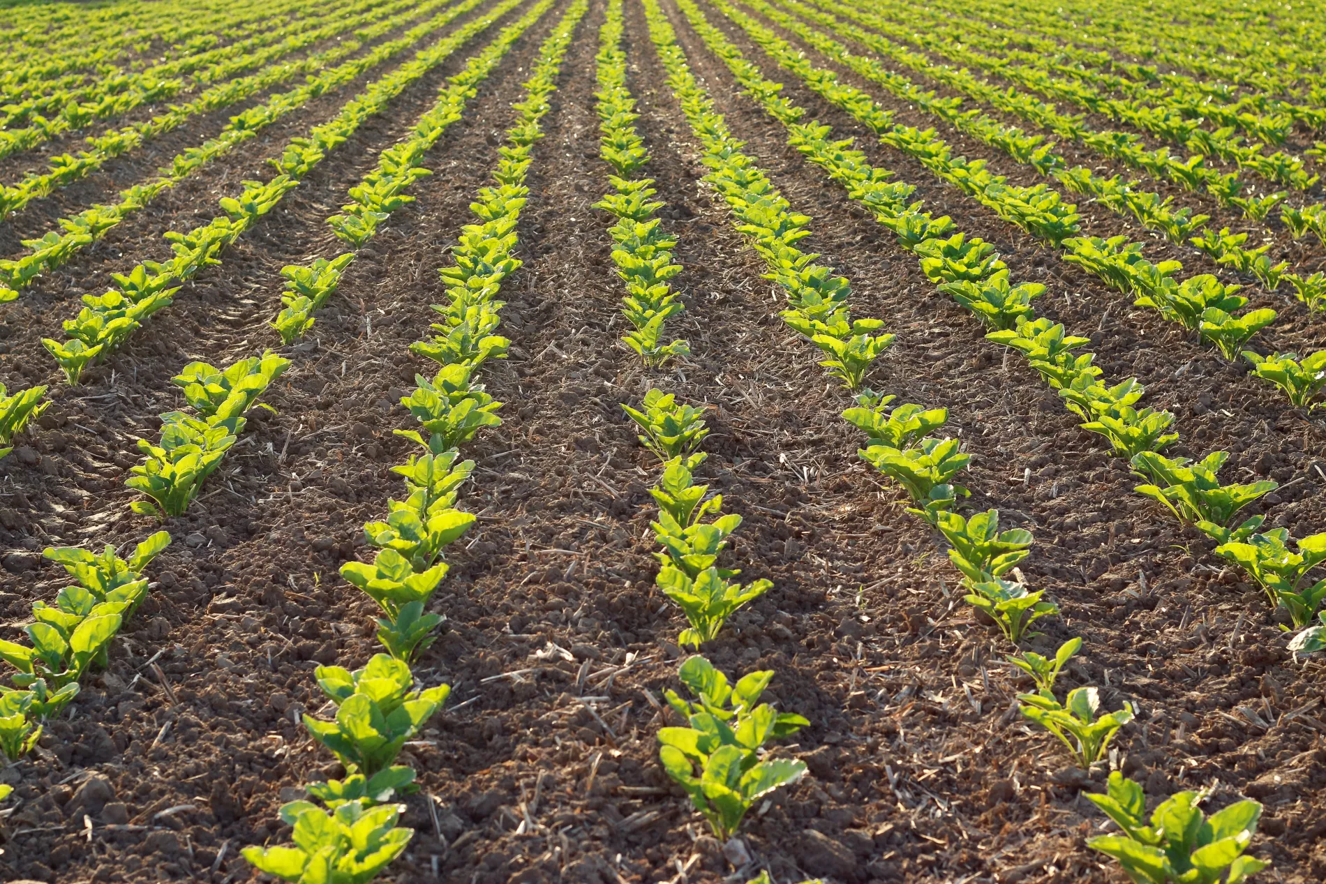 Sugar beet field