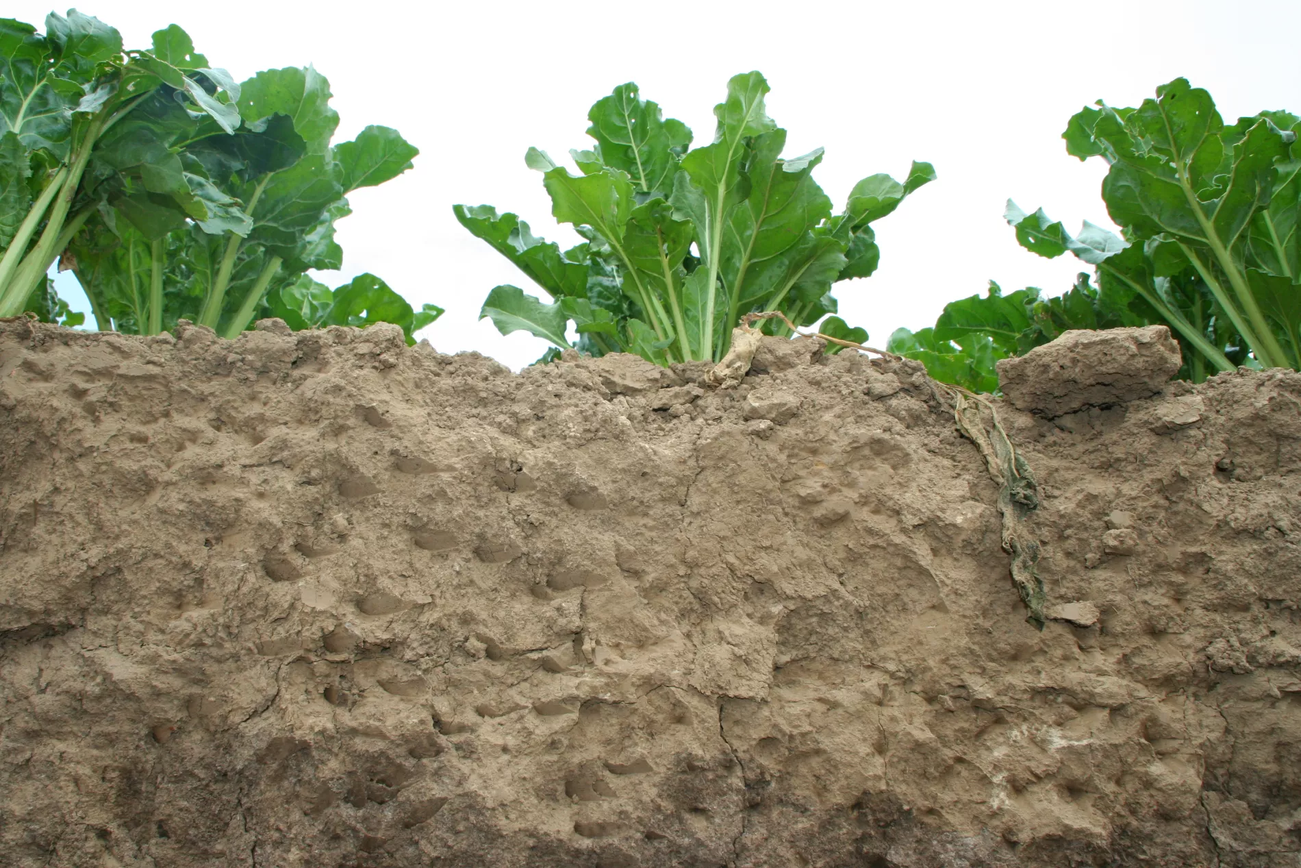 Bodengesundheitsdienst: Sugar beet field