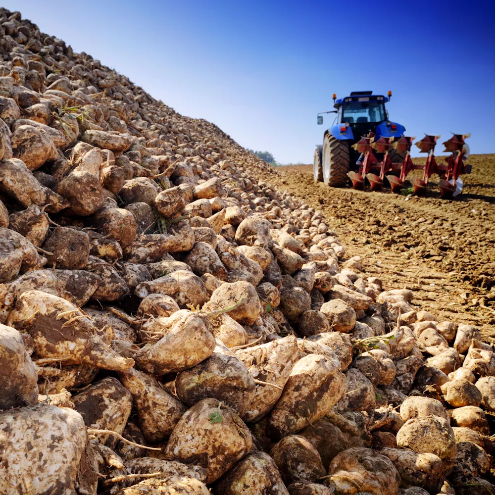 © symbiot/shutterstock.com Tractor and sugar beet pile.