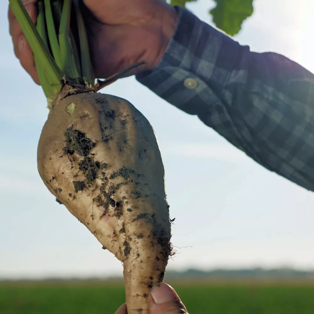 Farmer holding sugar beet.