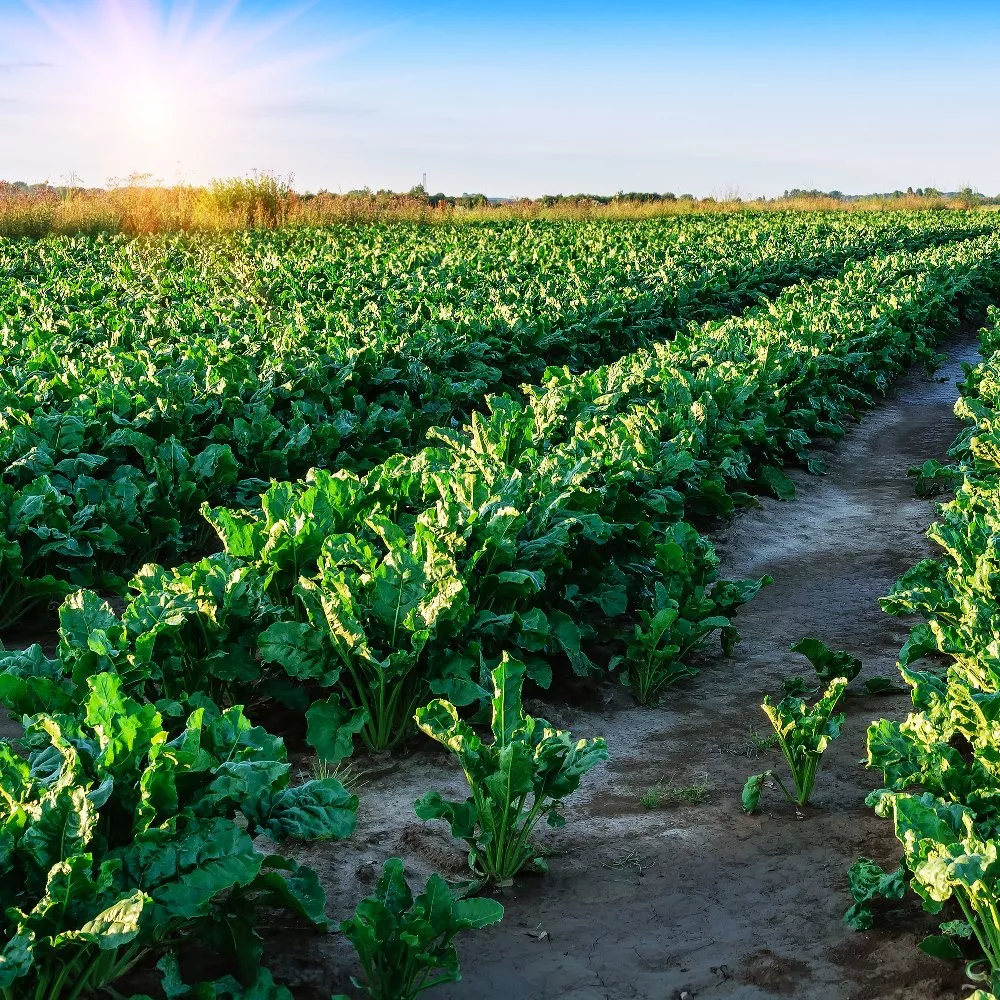 Sugar beet field