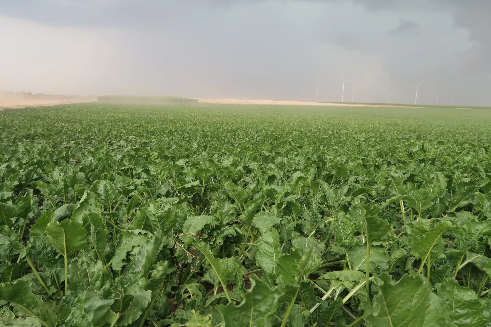 Nachhaltigkeit Wasser Regen