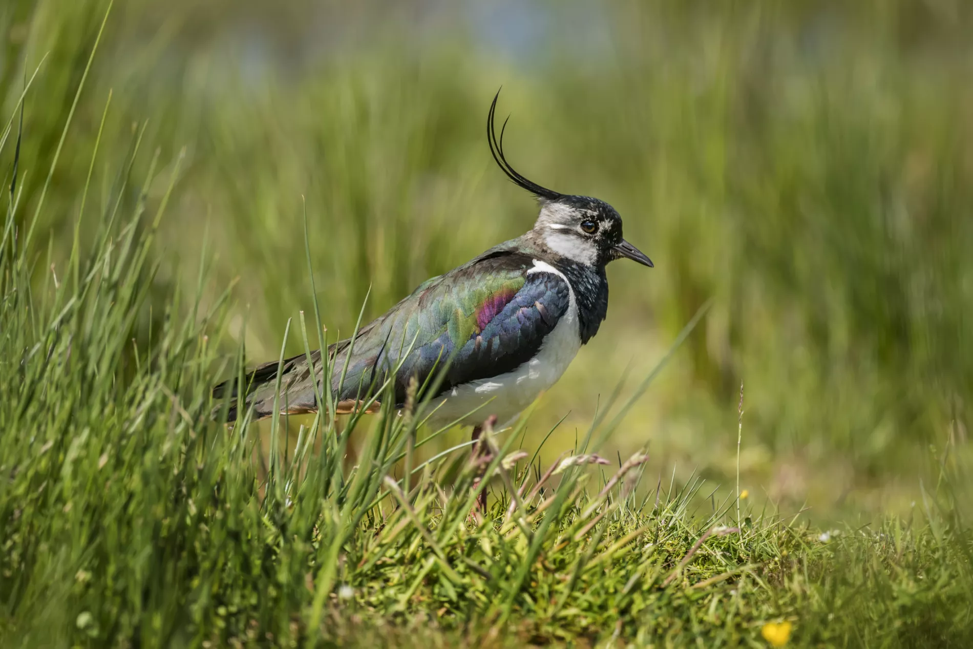 Biodiversität Kibitz