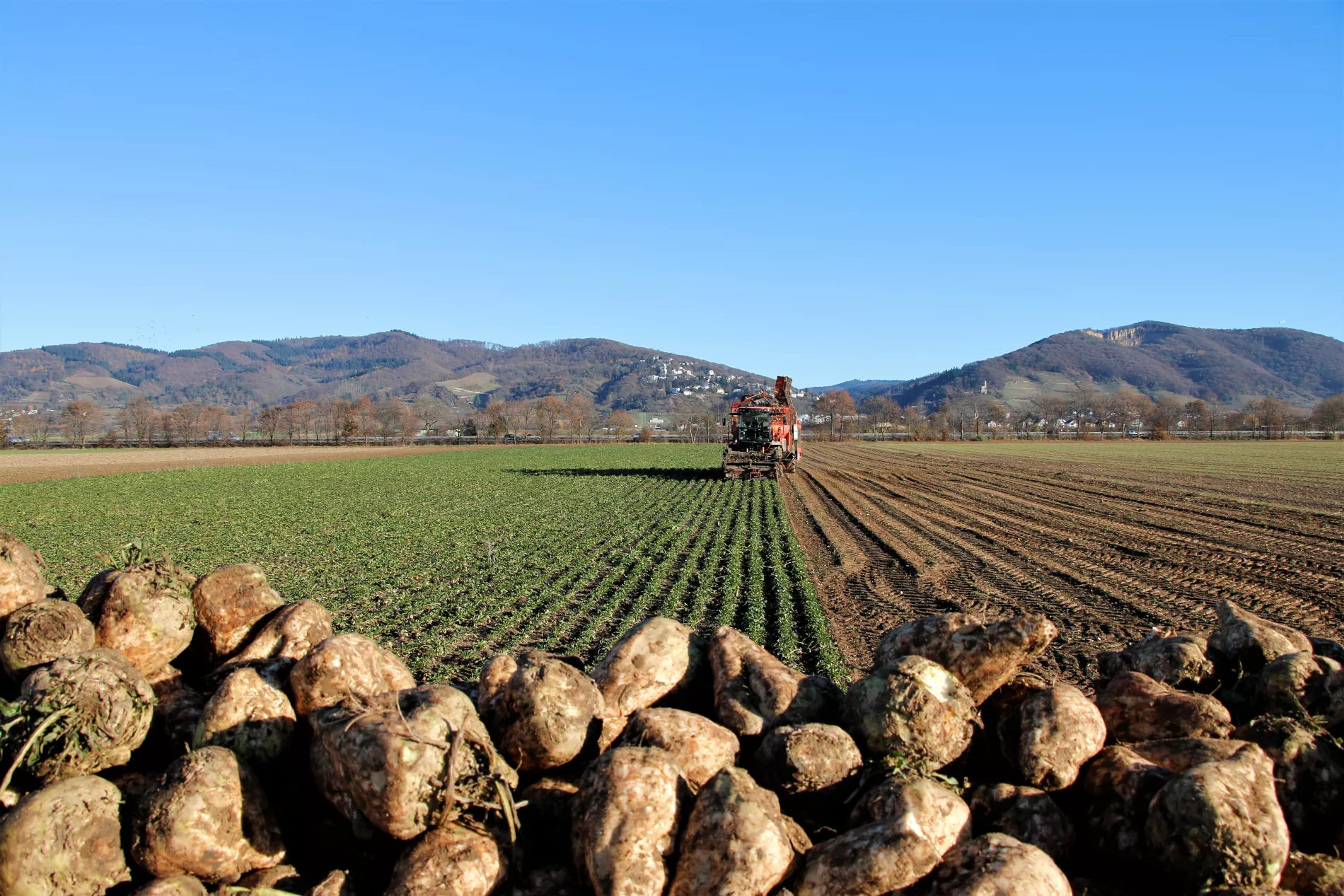 Sugar beet field