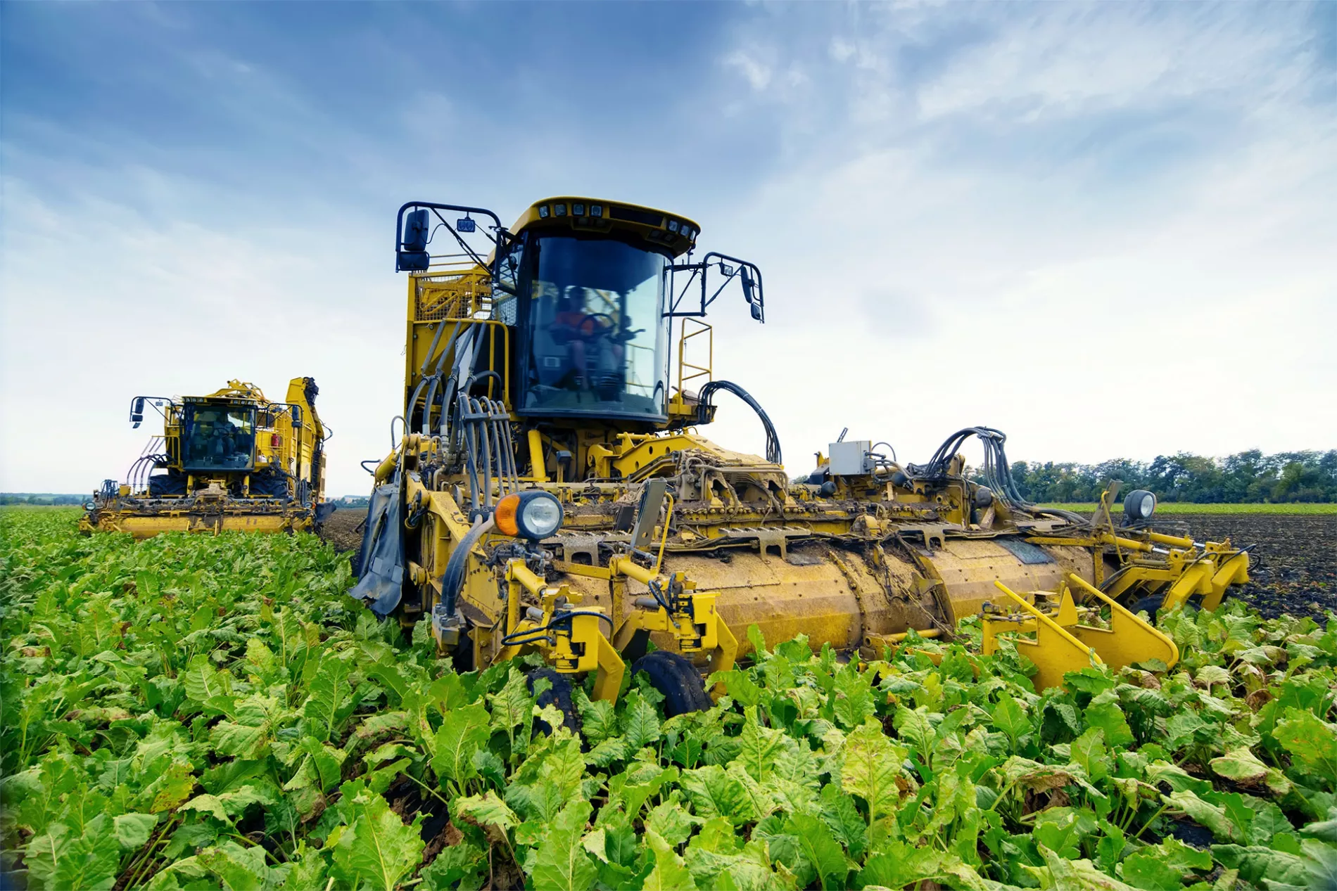 Pavel L Photo and Video/Shutterstock.com Sugar beet grower