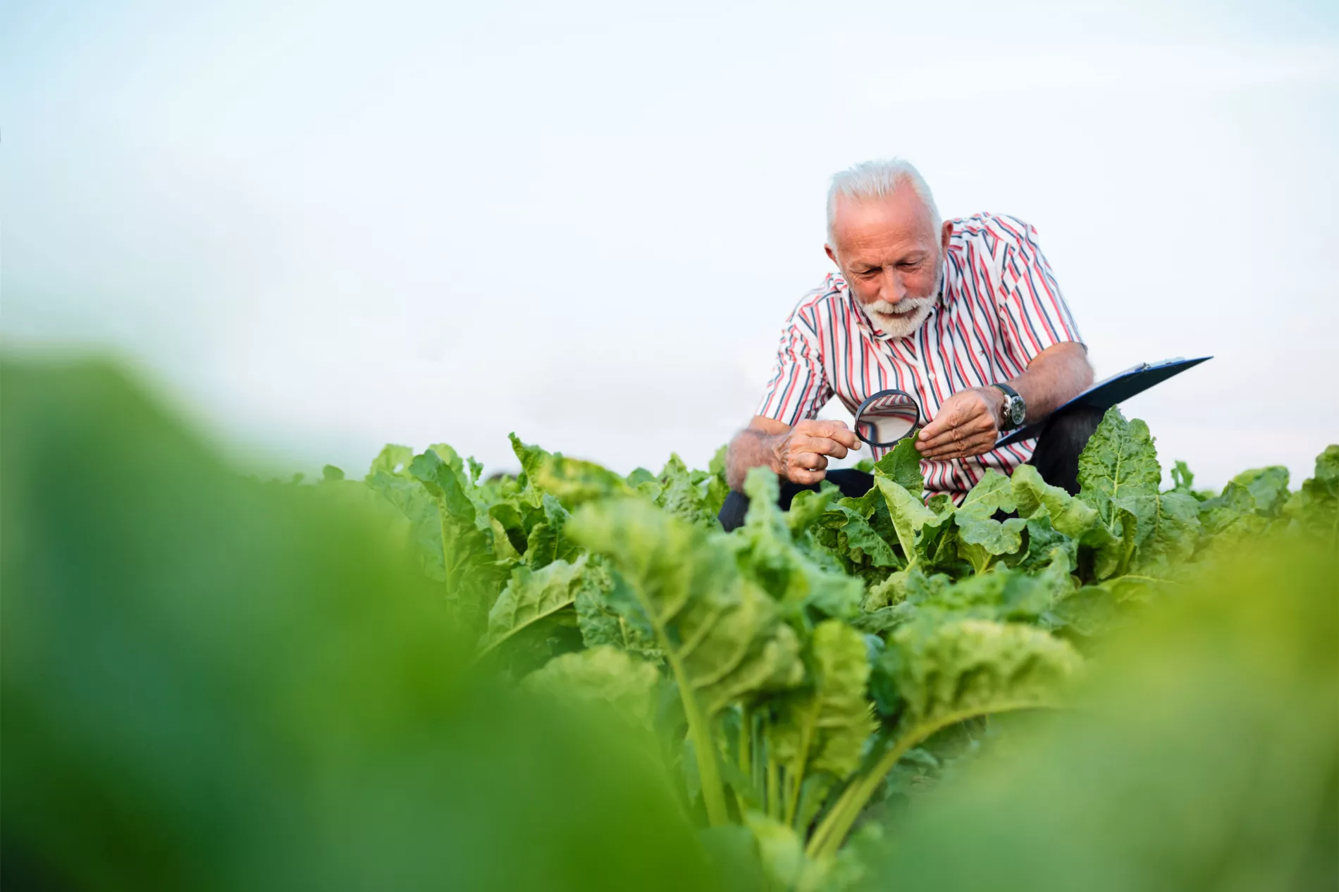 Sugar beet farmer