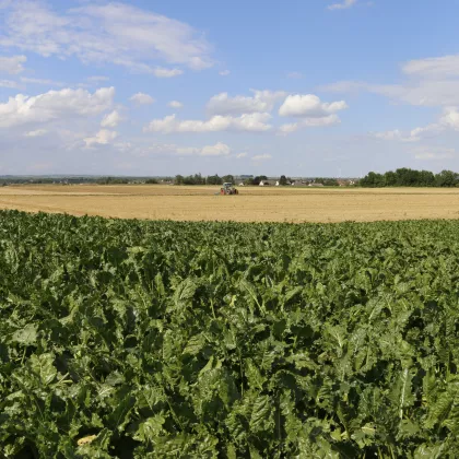© Südzucker Sugar beet field