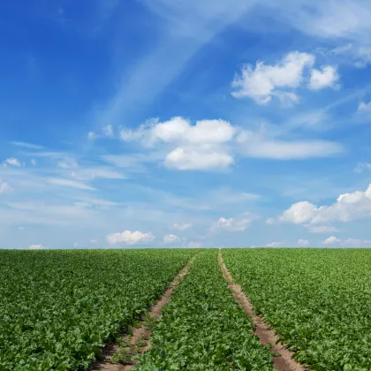 Sugar beet field