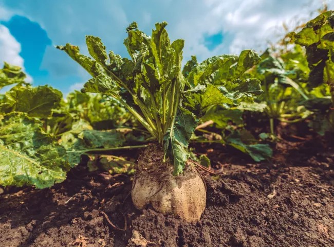 Südzucker sustainability beet field