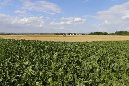 Sugar beet field 