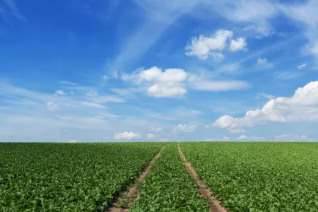 Sugar beet field