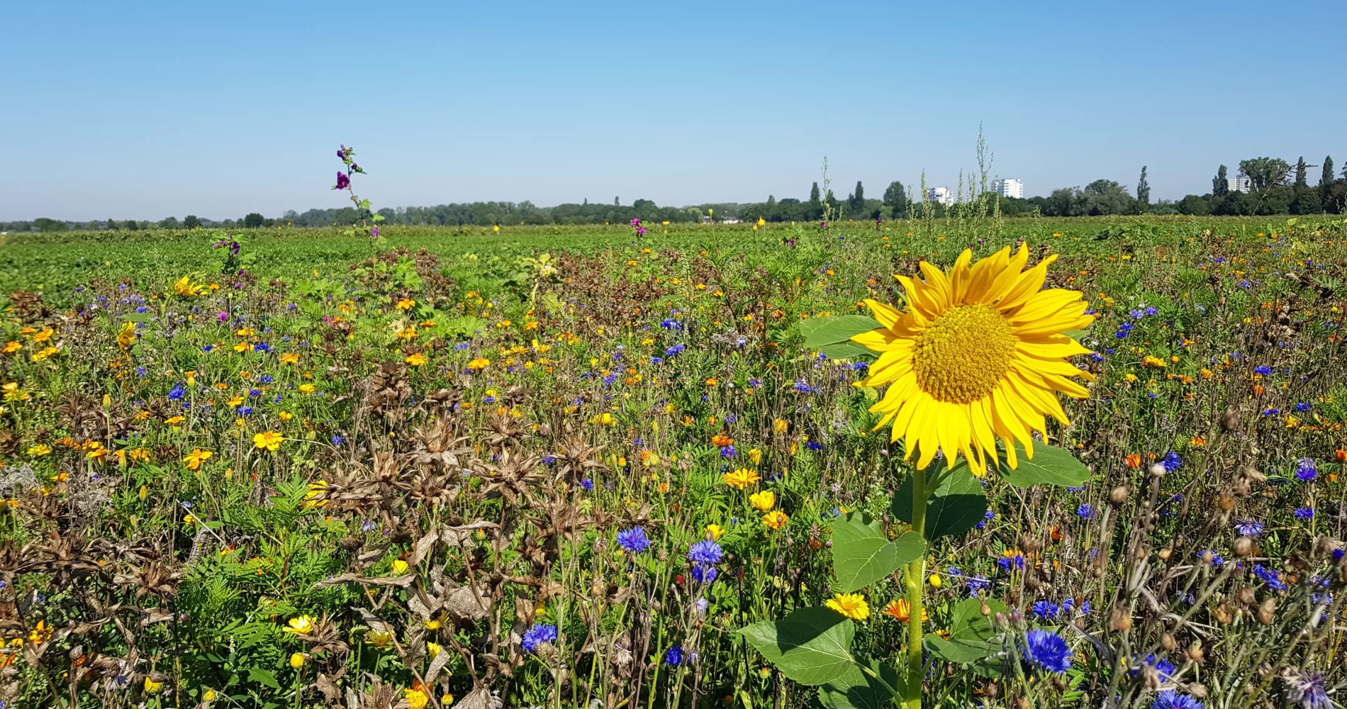 Südzucker Sustainability flower strip