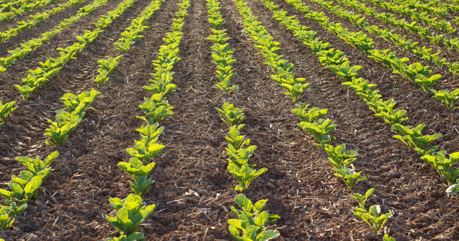 Sugar beet field