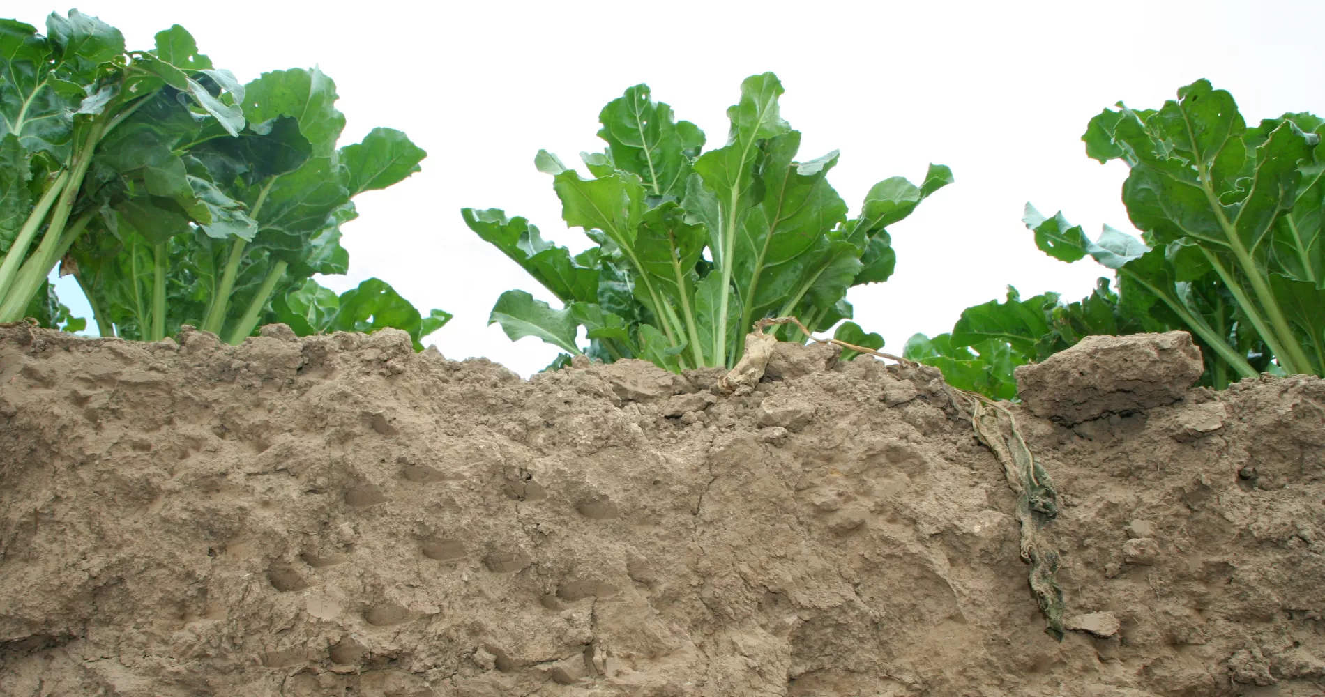 Bodengesundheitsdienst: Sugar beet field