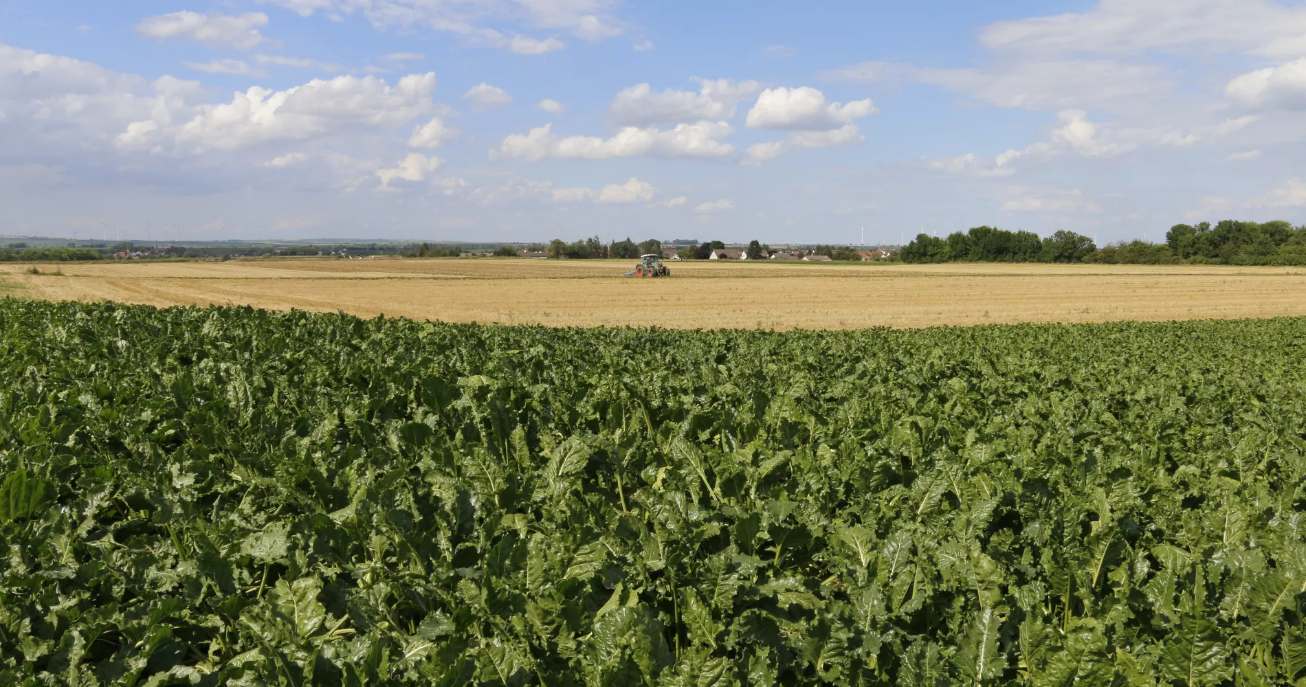 Zuckerrübenfeld Traktor