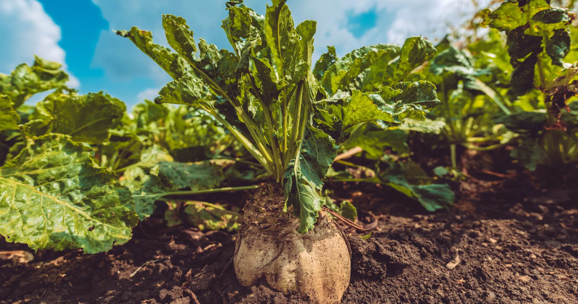 Südzucker sustainability beet field