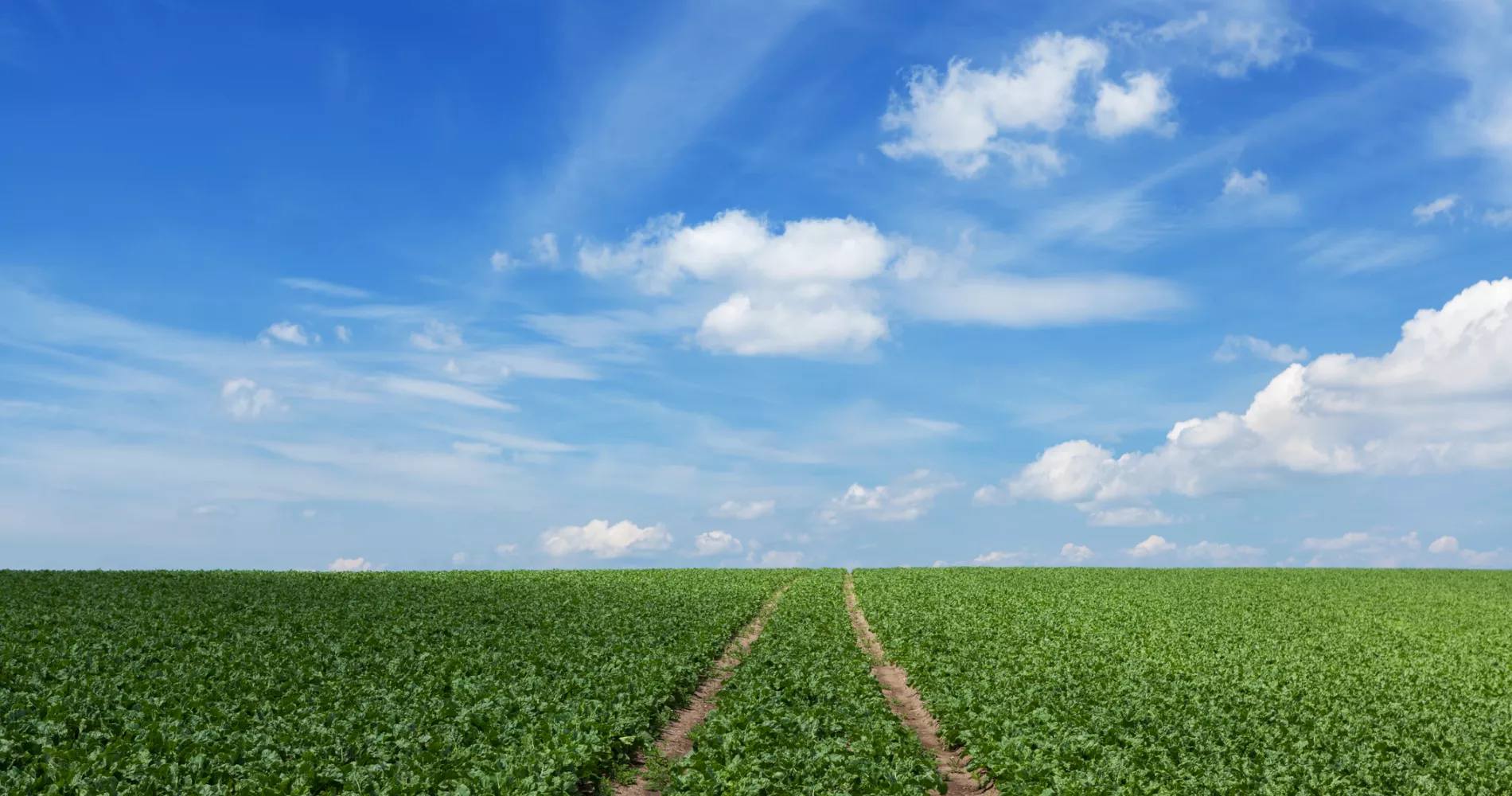 Sugar beet field